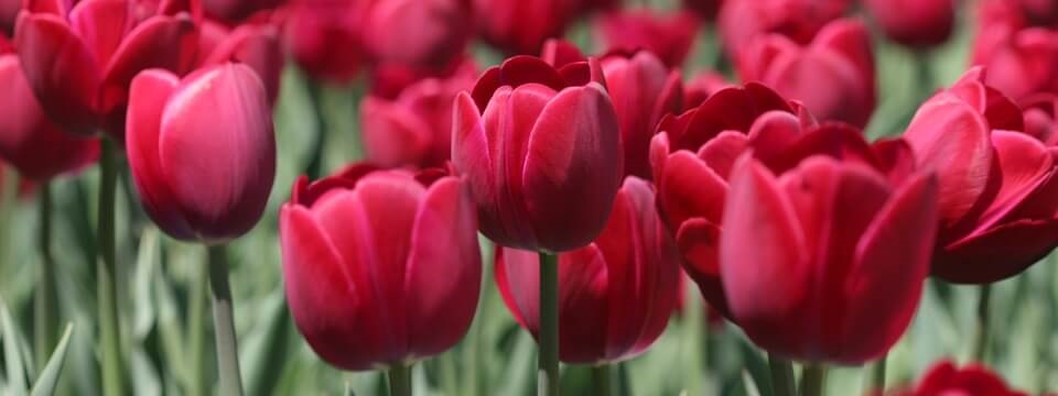 Tulips somewhere in the Netherlands